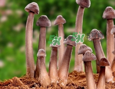 雞樅菌多少錢一斤？干雞樅菌多少錢一斤