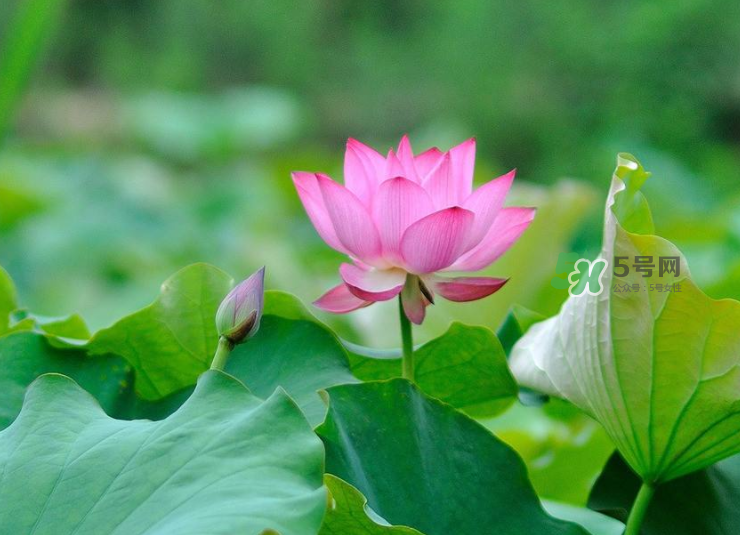 荷花桿可以吃嗎？荷花桿怎么吃？