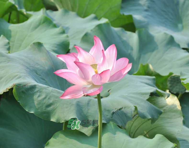 荷花桿可以吃嗎？荷花桿怎么吃？