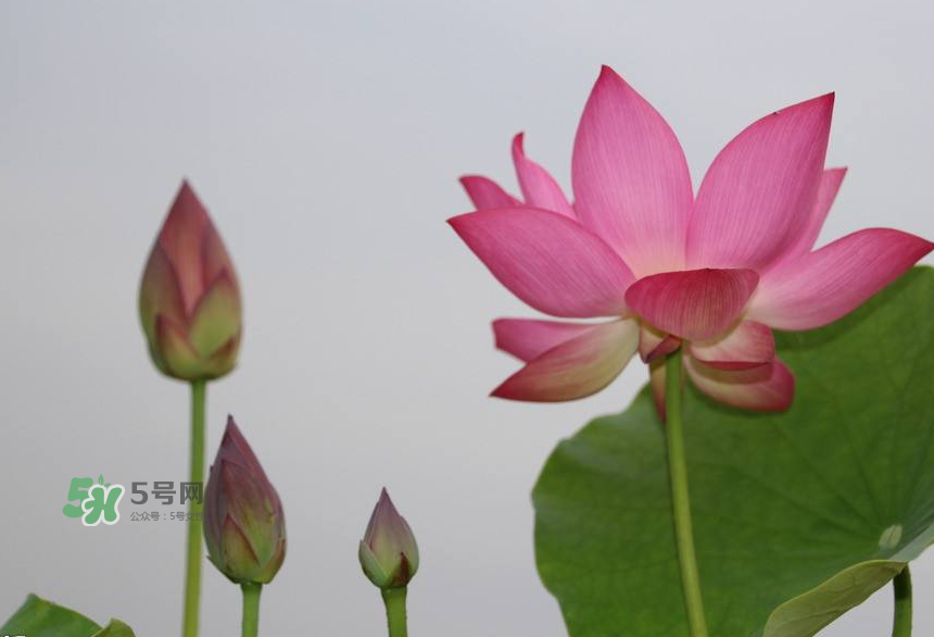 荷花桿可以吃嗎？荷花桿怎么吃？