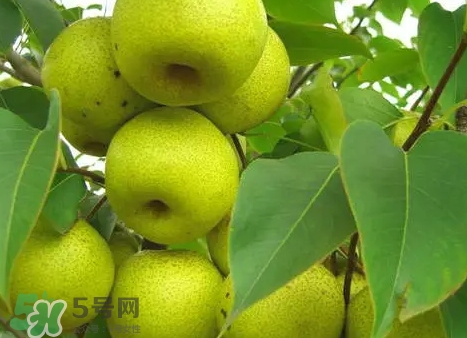 綠寶石梨多少錢一斤？綠寶石梨價格表