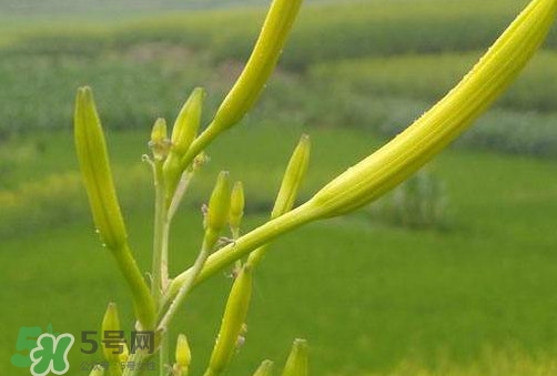 黃花菜是植物的什么部分？黃花菜要去芯嗎？