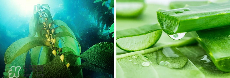 紀皙妍氣墊bb霜怎么樣？紀皙妍氣墊好不好用？