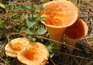 雞油菌怎么做好吃？雞油菌怎么吃