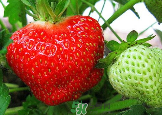 九月份可以種草莓嗎？九月份有草莓吃嗎？
