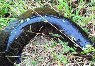 九月份可以釣黑魚嗎？9月份可以釣黑魚嗎？