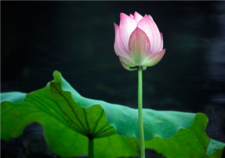 荷花桿可以吃嗎？荷花桿怎么吃？