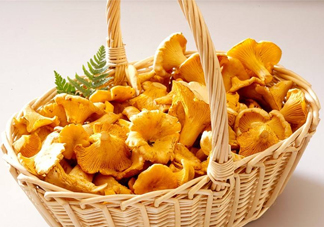 雞油菌什么季節(jié)有？雞油菌什么時候采摘