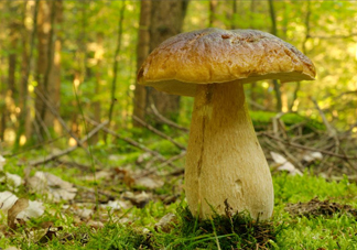 牛肝菌種類(lèi)有哪些？牛肝菌與什么食物相克