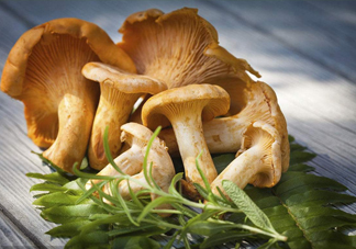 雞油菌是寒性的嗎？雞油菌是發(fā)物嗎