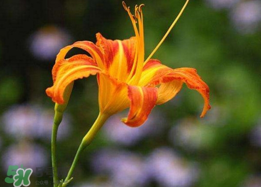 黃花菜怎么采摘？黃花菜怎么清洗