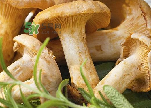 新鮮雞油菌怎么保存？干雞油菌怎么保存