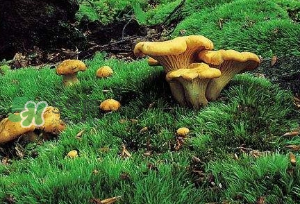 雞油菌怎么做好吃？雞油菌怎么吃