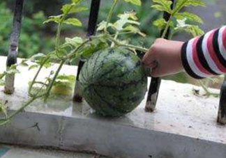 9月份可以種西瓜嗎？九月份種西瓜會(huì)結(jié)果嗎？