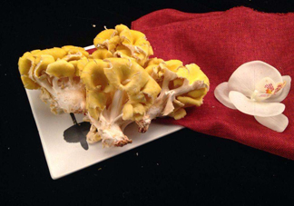 雞油菌孕婦能吃嗎？孕婦可以吃雞油菌嗎