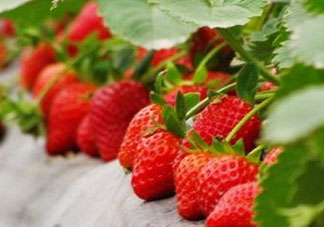九月份可以種草莓嗎？九月份有草莓吃嗎？