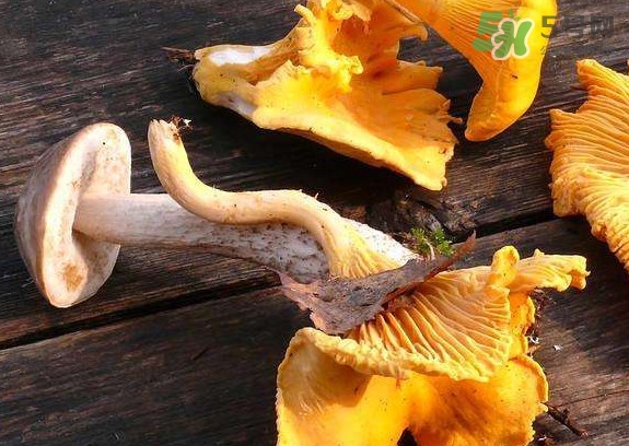 雞油菌什么季節(jié)有？雞油菌什么時候采摘