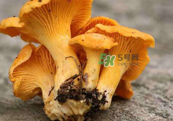 雞油菌孕婦能吃嗎？孕婦可以吃雞油菌嗎