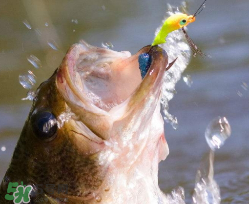 9月份釣什么魚？9月份釣草魚嗎？