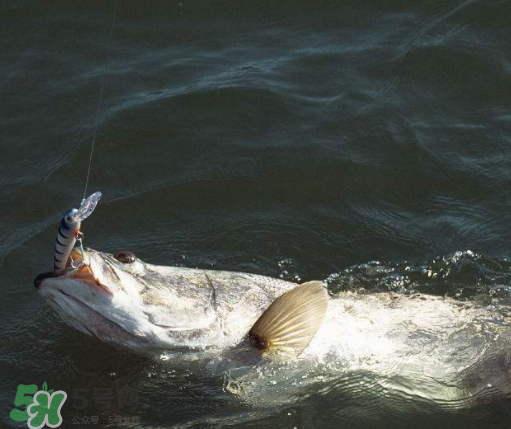 9月份釣什么魚？9月份釣草魚嗎？