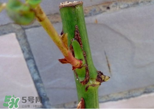 九月份能嫁接樹嗎？九月份怎么嫁接樹？