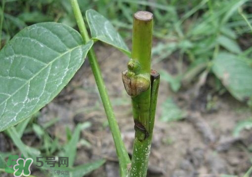 九月份能嫁接樹嗎？九月份怎么嫁接樹？