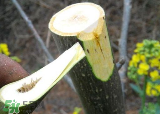 九月份能嫁接樹嗎？九月份怎么嫁接樹？