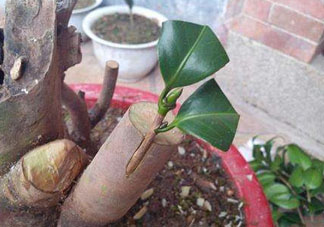 九月份能嫁接樹嗎？九月份怎么嫁接樹？