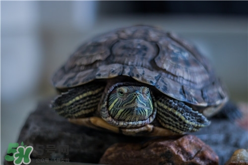 甲魚湯是涼性的嗎？甲魚湯的禁忌人群
