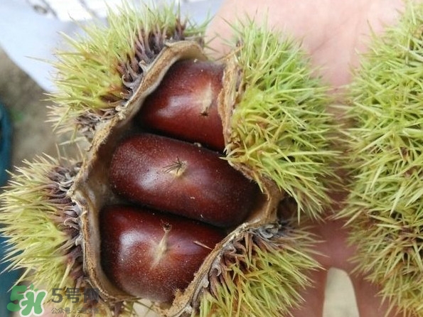 板栗刺有毒嗎？板栗刺球怎么去掉