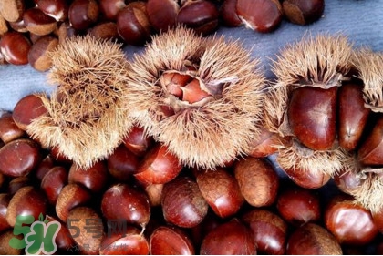 板栗殼里面的皮能吃嗎？板栗殼有什么作用