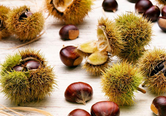 被板栗刺了怎么辦？板栗刺球煮水喝有什么作用