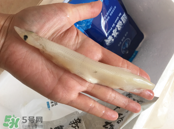 大銀魚多少錢一斤？大銀魚怎么洗？