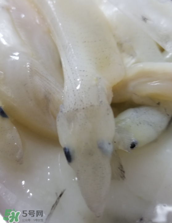 銀魚怎么保存？銀魚可以放在冰箱冷凍保存嗎？