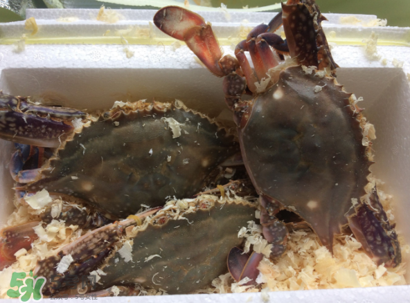 梭子蟹是海里的嗎？梭子蟹是螃蟹嗎？