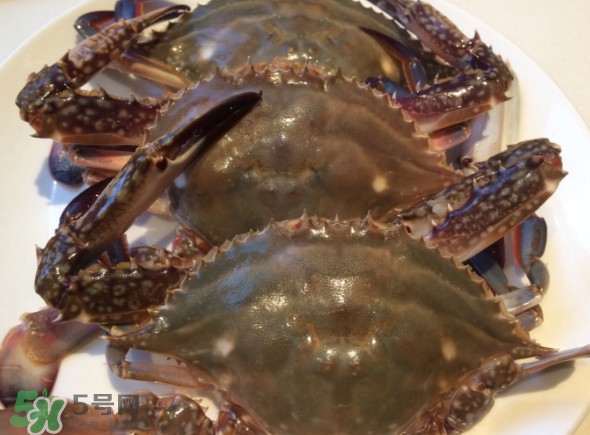 梭子蟹是海里的嗎？梭子蟹是螃蟹嗎？