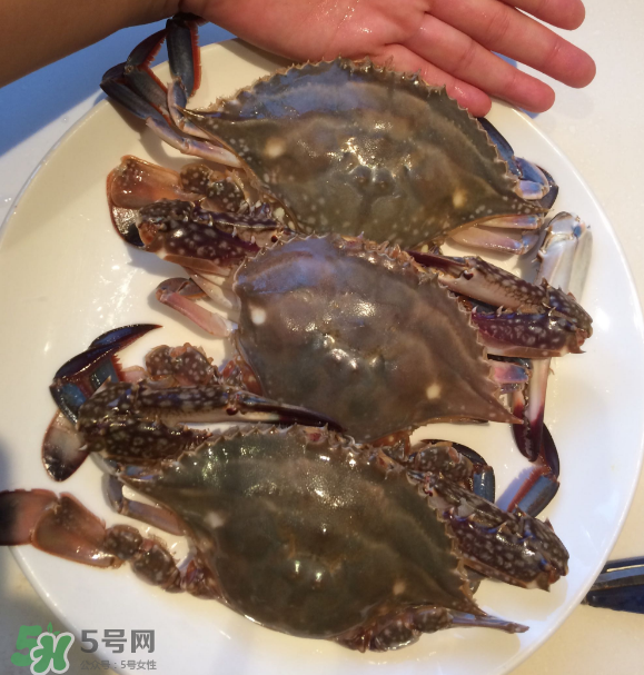 梭子蟹是海里的嗎？梭子蟹是螃蟹嗎？