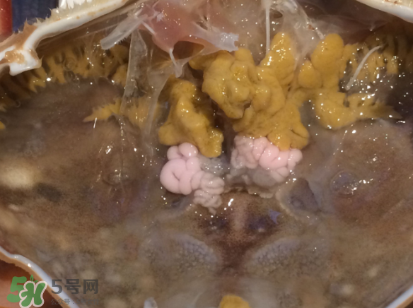 梭子蟹是野生的嗎？梭子蟹養(yǎng)的還是野生的？