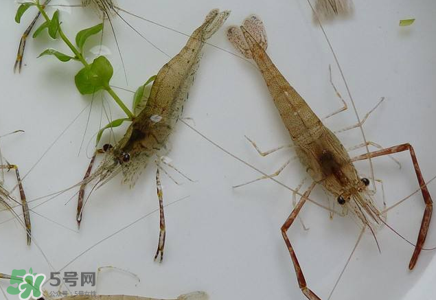 河蝦是發(fā)物嗎？河蝦是不是發(fā)物？