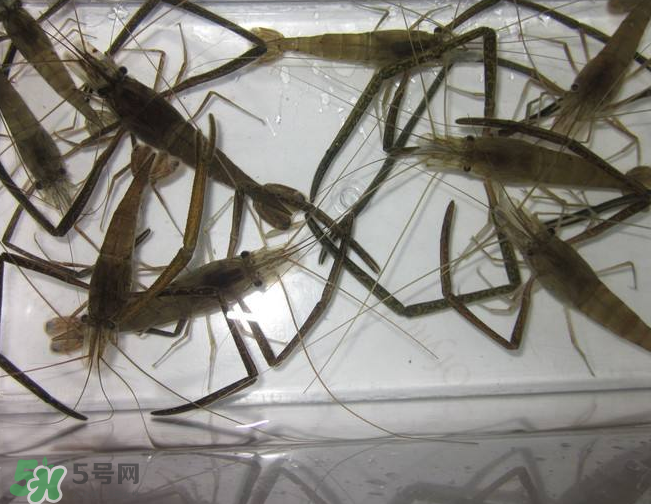 河蝦是發(fā)物嗎？河蝦是不是發(fā)物？