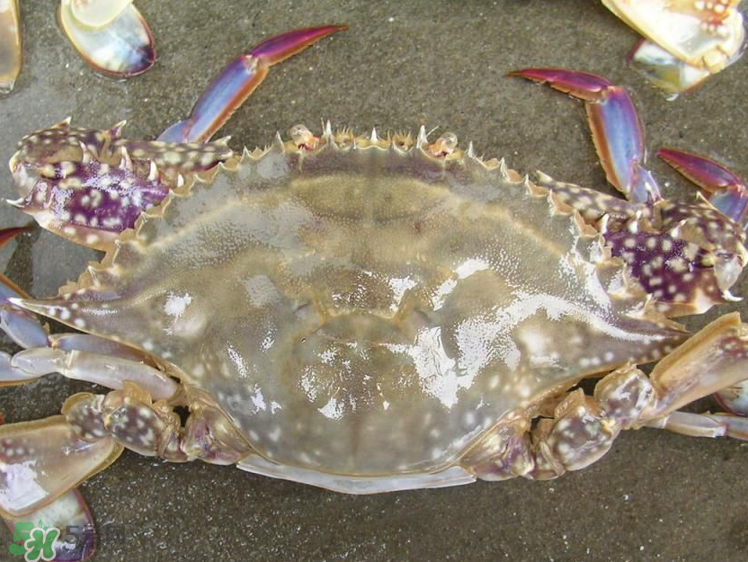 來月經(jīng)能吃梭子蟹嗎？經(jīng)期能吃梭子蟹嗎？