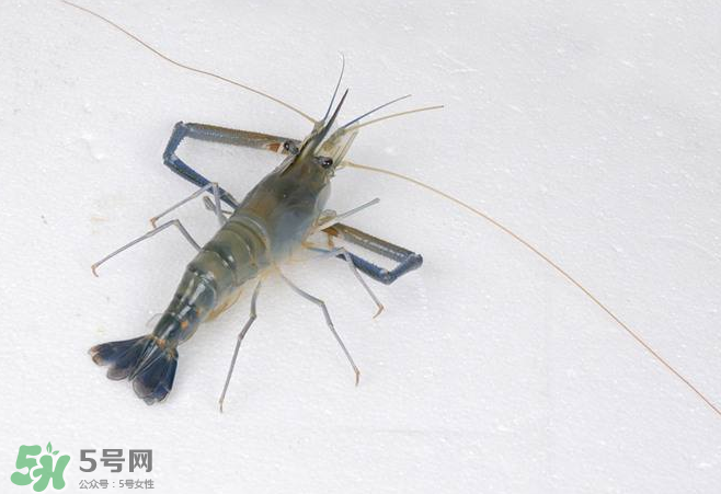 河蝦是酸性還是堿性？河蝦是涼性還是熱性？