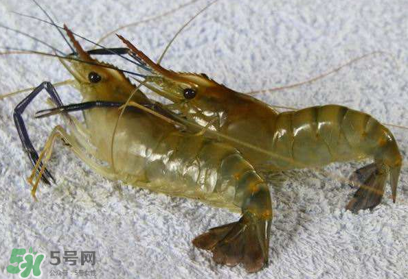 河蝦是酸性還是堿性？河蝦是涼性還是熱性？