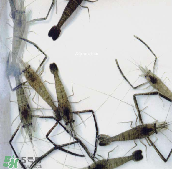 河蝦可以和牛奶同食嗎？河蝦和牛奶能一起吃嗎？