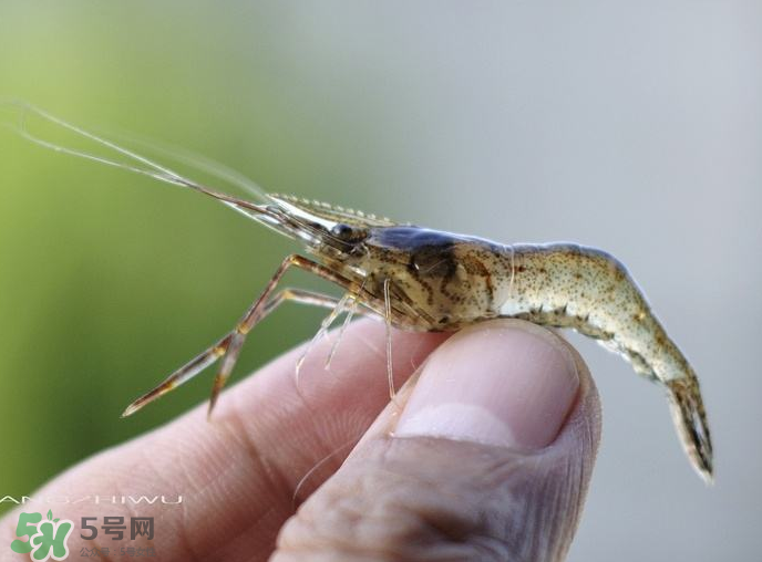 河蝦可以養(yǎng)殖嗎？河蝦怎么養(yǎng)才不會死？