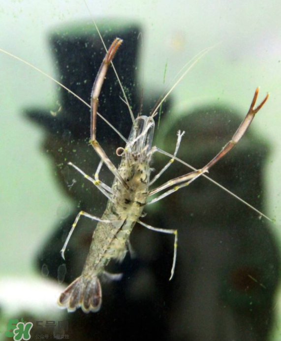 河蝦可以養(yǎng)殖嗎？河蝦怎么養(yǎng)才不會死？