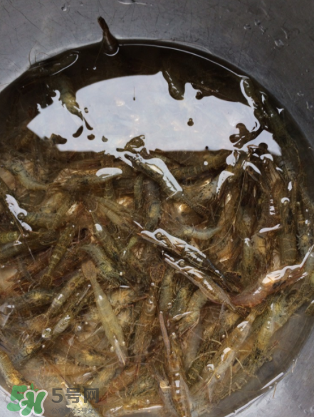 河蝦可以放冰箱嗎？河蝦在冰箱能放幾天？