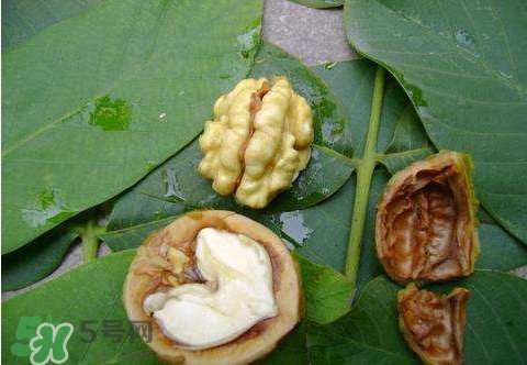 濕核桃可以放冰箱嗎？濕核桃放冰箱能放多久？