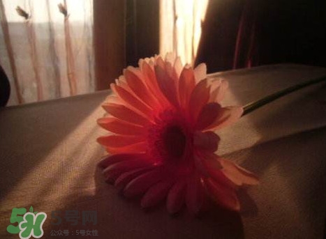 塑料花友誼是什么意思？塑料花友誼怎么來的