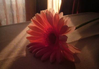 塑料花友誼是什么意思？塑料花友誼怎么來的